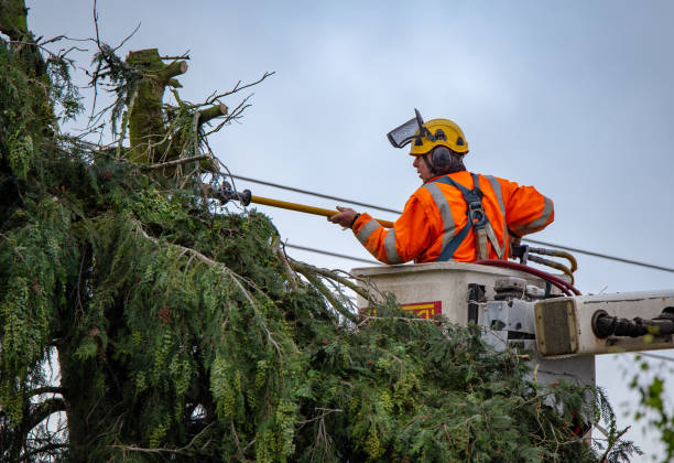 Best Tree and Shrub Care  in Combined Locks, WI