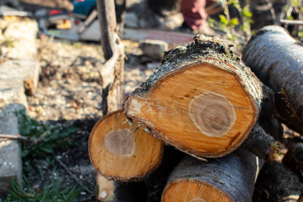 Best Stump Grinding and Removal  in Combined Locks, WI