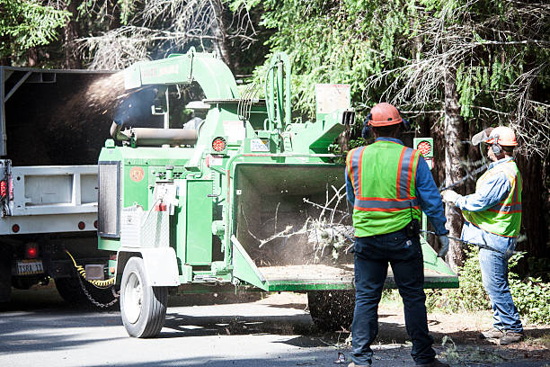 Best Tree Removal  in Combined Locks, WI