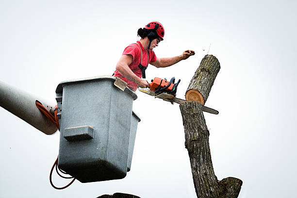 Best Seasonal Cleanup (Spring/Fall)  in Combined Locks, WI